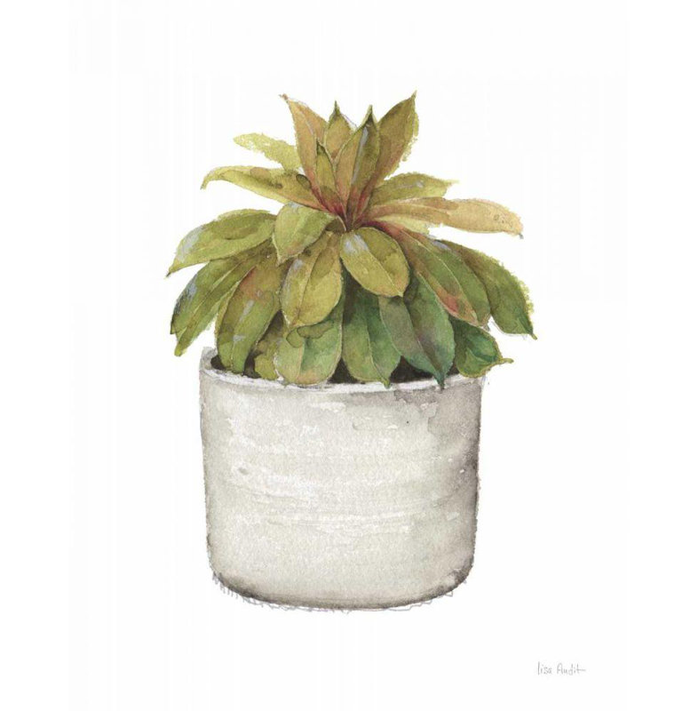 Lark Manor ™, œuvre d'art sur toile tendue de la galerie Lisa: Mixed Greens Succulent III, H 18 po x l 15 po