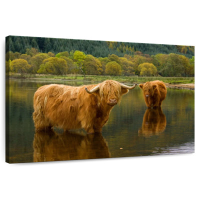 Brampt Bathing Highland Cow