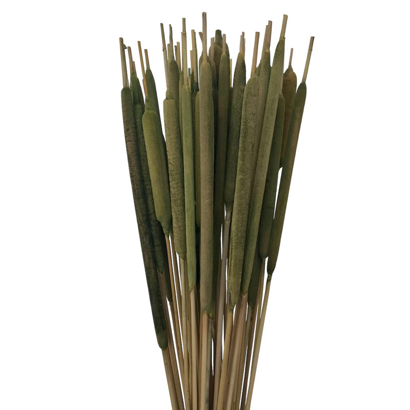 Tige d'herbe Flournoy, Herbe fraîche