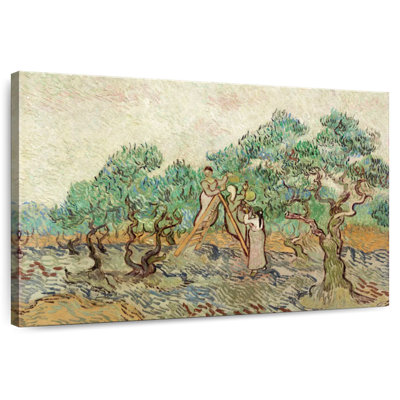 Senne The Olive Orchard
