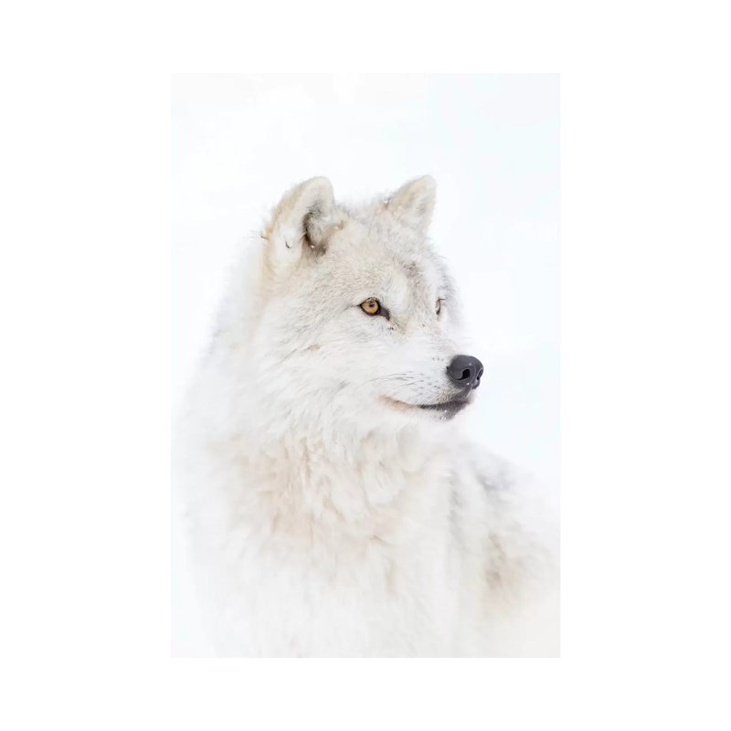 Portrait Of An Arctic Wolf by Jim Cumming - Wrapped Canvas Print, 66.04cm H x 45.72cm W x 1.91cm D
