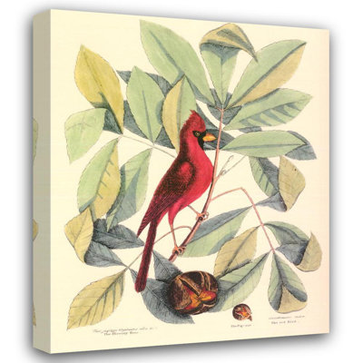 Oiseau rouge et hiccory