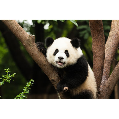 Panda On Tree - Wrapped Canvas Print