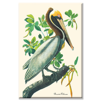'Brown PelicanJohn James Audubon' Painting Print on Wrapped Canvas