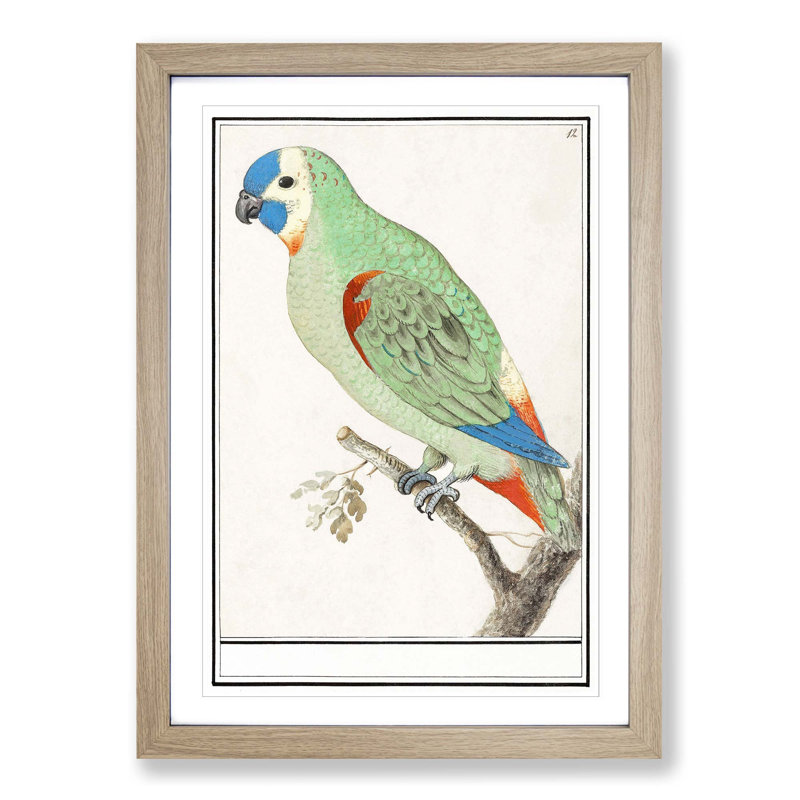 Amazon Parrot by A.B. De Boodt - Single Picture Frame Painting, 33cm H x 24cm W x 2cm D, Oak Framed