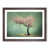 Walnut Framed
