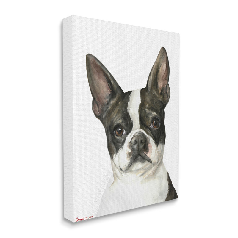 Curieux Boston Terrier Portrait, Toile tendue, H 20 po x l 16 po