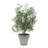 Uttermost Marisol Potted Olive Plant