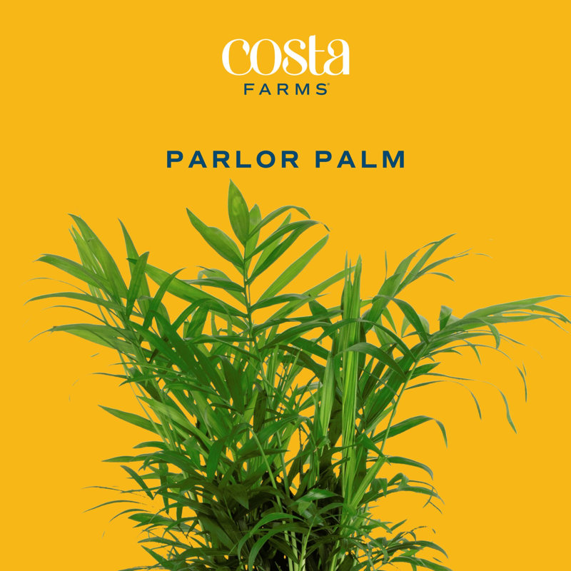 Parlor Palm Tree in Ceramic Planter