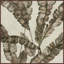 «Sephia II» par Marmont Hill, reproduction d'art graphique sur toile flottante-27007877
