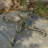 Mattison Metal Pedestal Birdbath-1134530373