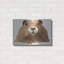"Marmotte" par Jeannine Saylor-1834648758