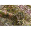 Tapis traditionnel Kelayeh couleur lierre