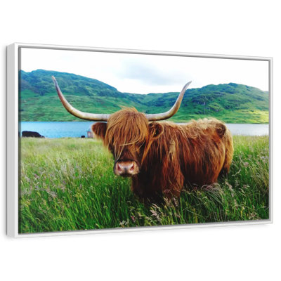 Vache Highland