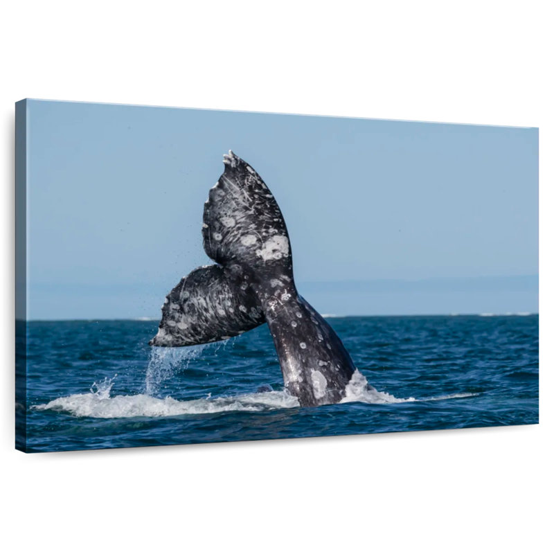 Brampt Gray Whale Tail