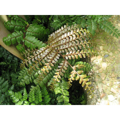 Mahogany Fern - Live Plant in a 4 Inch Grower's Pot - Didymochlaena Truncatula - Exotic Easy Care Textured Ferns from Florida