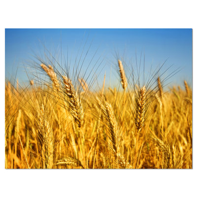 " Bright Golden Wheat Field "