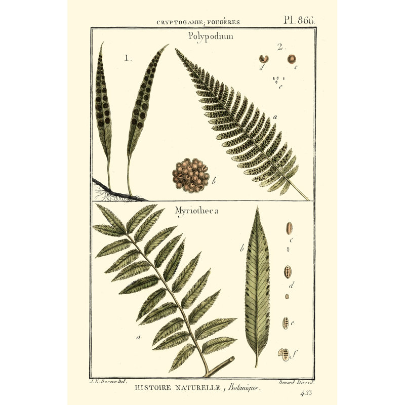 Fern Classification I by Denis Diderot - Wrapped Canvas Print, 46cm H x 30cm W
