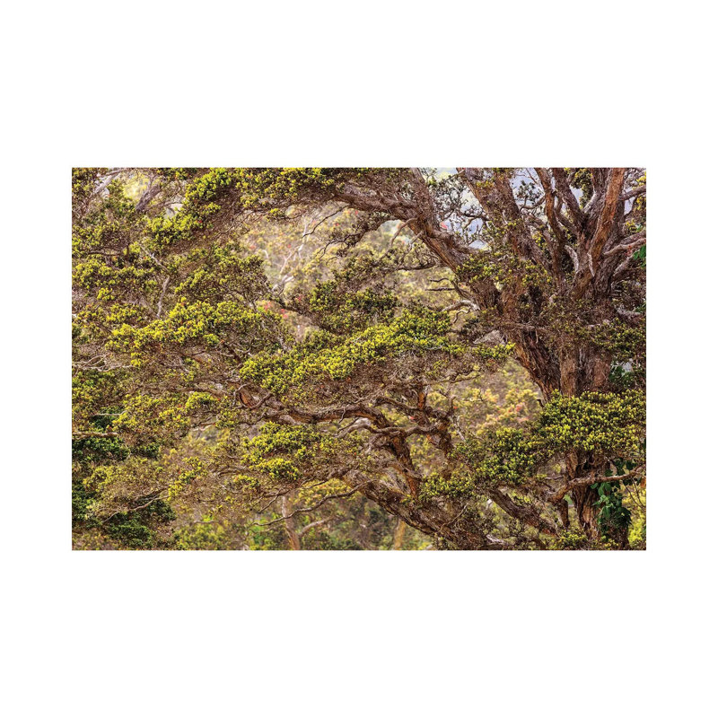 Hakalau Forest National Wildlife Refuge, Big Island, Hawaii 1 Piece Wall Art on Canvas, 66.04 cm H x 45.72 cm W x 3.175 cm D