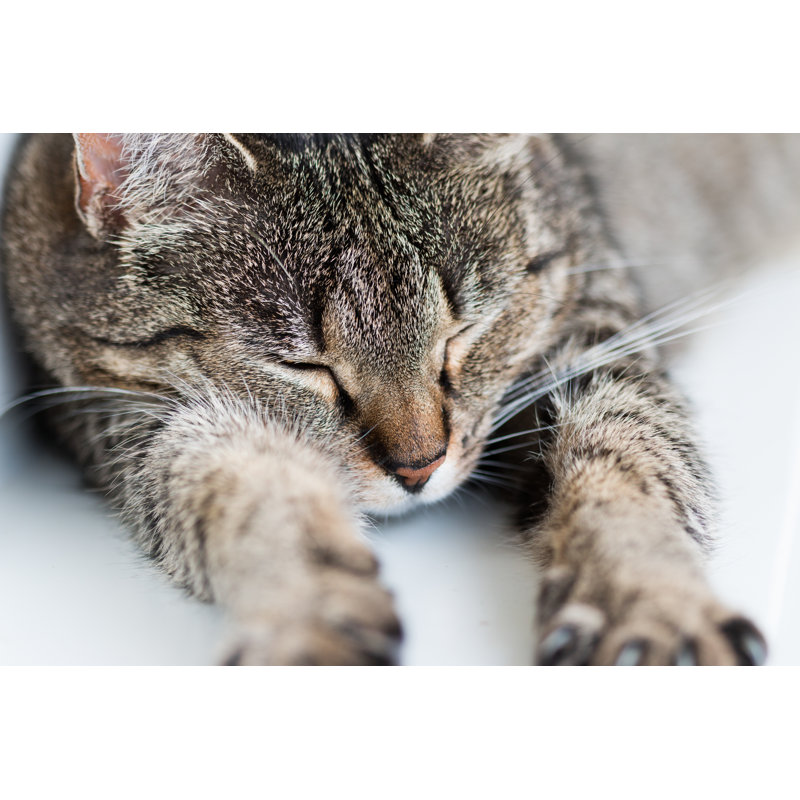 Sleeping, Stretched Cat by Pav_1007 - Wrapped Canvas Print, 30cm H x 46cm W