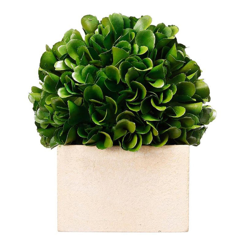 Topiaire buis en pot, H 5,5 po x l 4,5 po x P 4,5 po