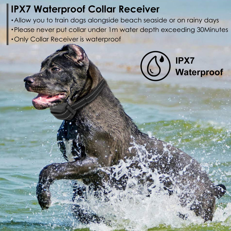 Dog Training Collar
