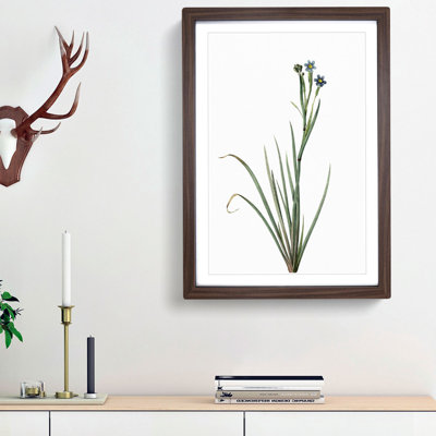 Bermudiana Flowers by Pierre-Joseph Redoute - Single Picture Frame Painting