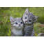 Chatons étreignant-67579696