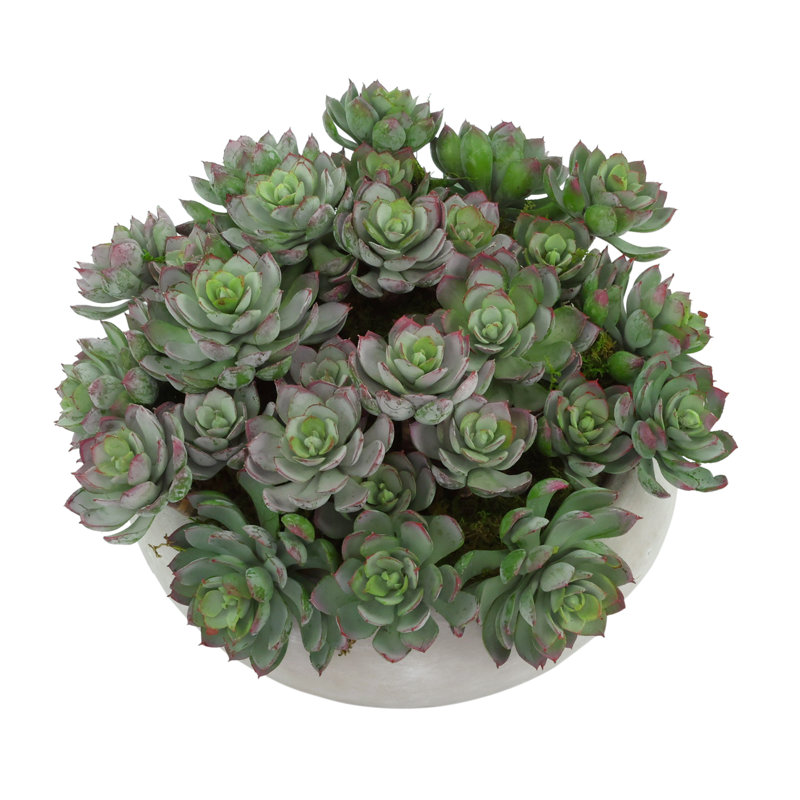 Succulents Arranged in a Ceramic Planter