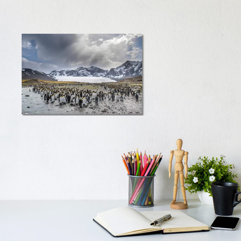 King Penguin Rookery in St. Andrews Bay. Adults Molting. South Georgia Island 1 Piece Wrapped Canvas Wall Art