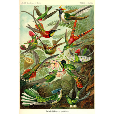 «Loyne Fauna Trochilidae on Canvas» par Itsme23, impression