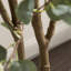 Faux eucalyptus Eudora avec pot à fleurs en bois et métal Gavri-144877984-145522156