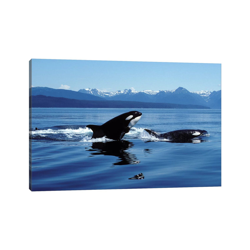 Killer Whales Breaching in Icy Strait, Southeast Alaska 1 Piece Wrapped Canvas Wall Art, 66.04 cm H x 45.72 cm W x 3.175 cm D