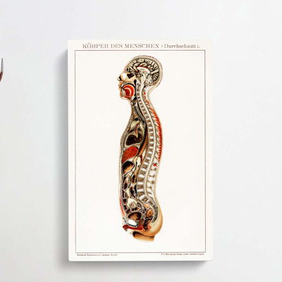 Anatomy of the Human Body - Wrapped Canvas