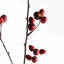 ROSEHIP BRANCH 43inch