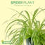 Live Spider Plant
