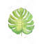 Tropical Leaf - Exotic Botanical Framed Canvas for Home Decor