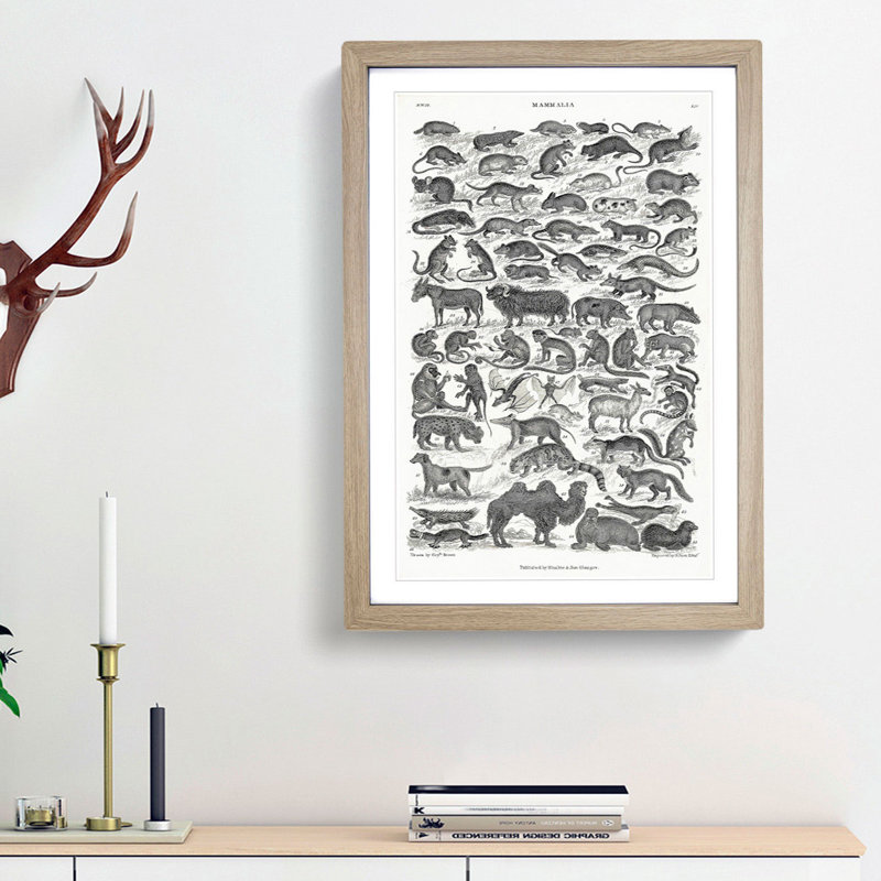 Study of Mammals LIV by Oliver Goldsmith - Framed Print, 87cm H x 62cm W x 2cm D, Oak Framed