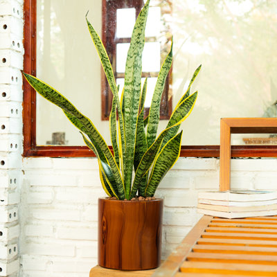 Jardinière auto-arrosante de 7,8 po d'aspect bois foncé - caractéristique nourrissant les plantes Assemblage facile et installation de drainage