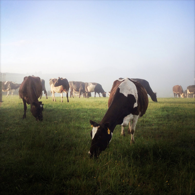 Cows by STILLFX - Wrapped Canvas Print, 30cm H x 30cm W