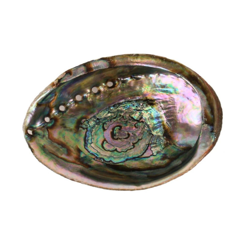 Mineralist Abalone Shell, 1" H x 4" W x 4" D