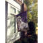 Drapeau de maison Hvidovre Sheltie Halloween en polyester à 2 faces 3 x 2 pi-81031324
