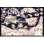 Walton Oriental Area Rug in White/Navy Blue