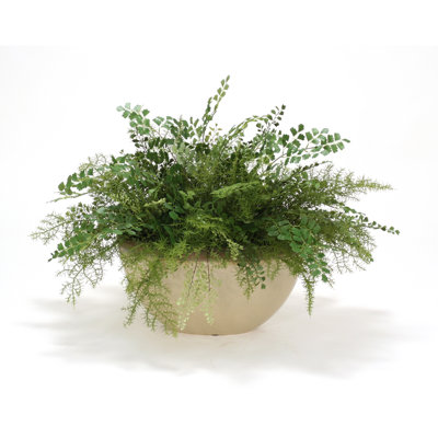 Springerii and Fern Mixture Desk Top Plant in Planter