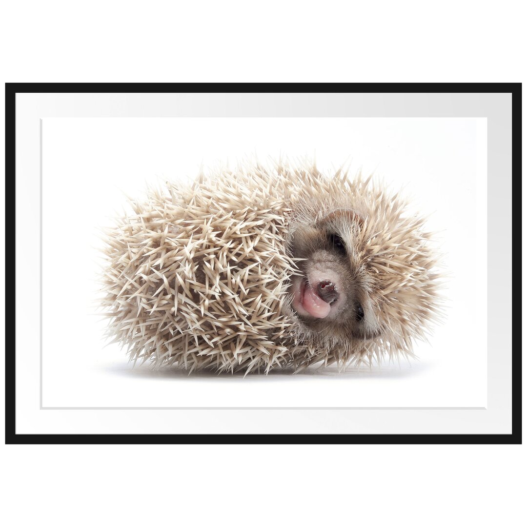 Gerahmtes Poster Kleiner niedlicher Baby Igel