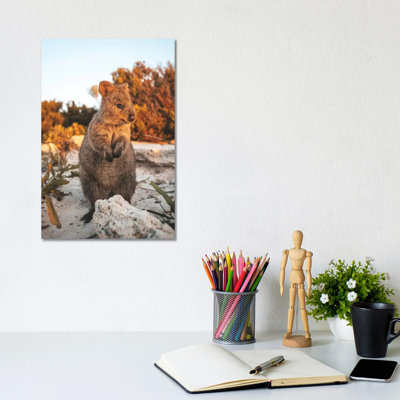Sunset Quokka On Rottnest Island by James Vodicka - Wrapped Canvas Gallery-Wrapped Canvas Giclée
