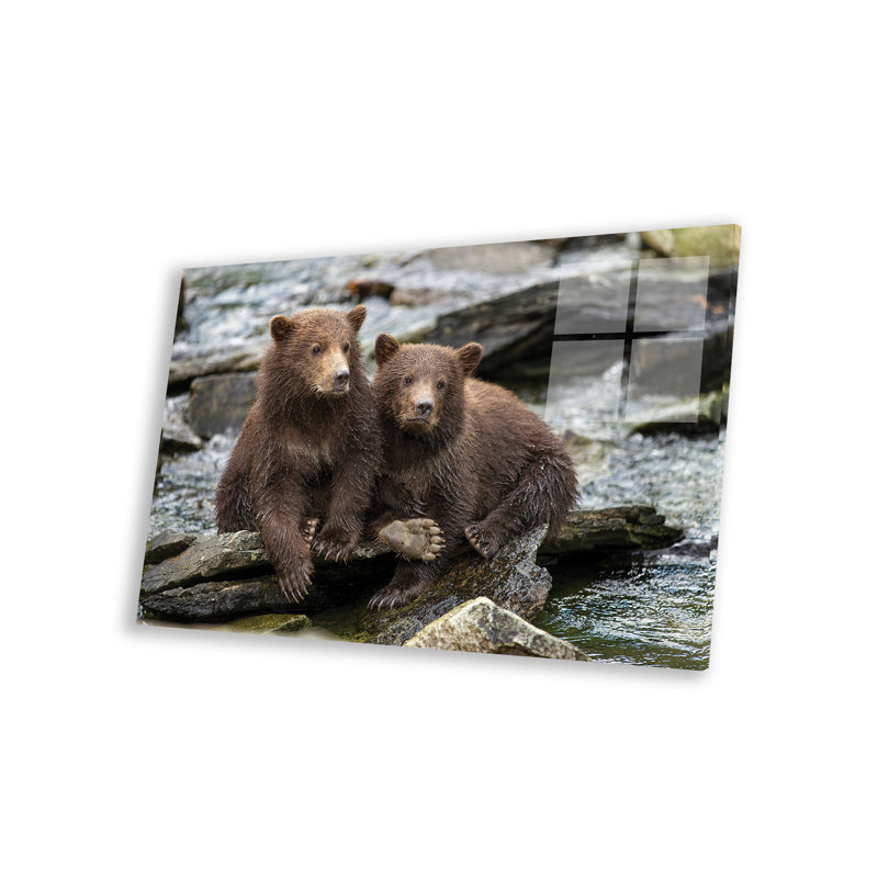 Oursons de la côte bruns côtiers assis sur des pierres, Alaska, parc national de Katmai par Paul Souders