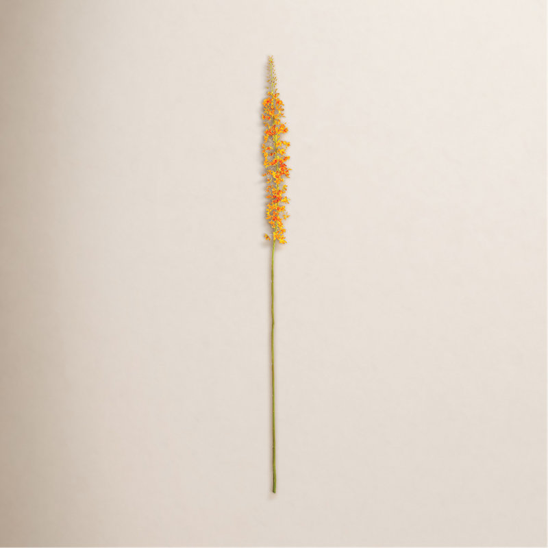 46-Inch Eremurus Stem