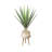 Yucca Plant in Ceramic Planter