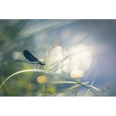 Damselfly Near The River by Marc Andreu - Wrapped Canvas Print